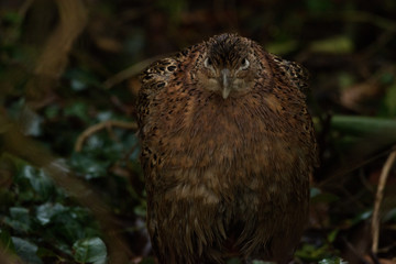 Roaming Pheasant