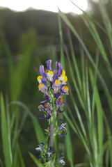Flora spontanea della Sardegna