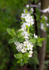Metzer Mirabelle_Blüten_alte Obstsorte_Prunus domestica subsp. syriaca