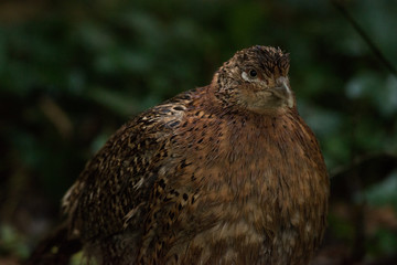 Roaming Pheasant