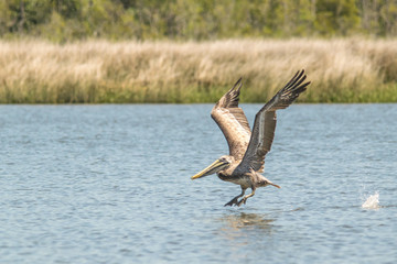 Pelican Flying 2
