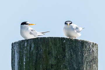Seabirds 1