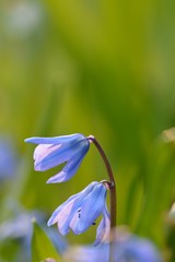 Nahaufnahme von Blaustern-Blüten