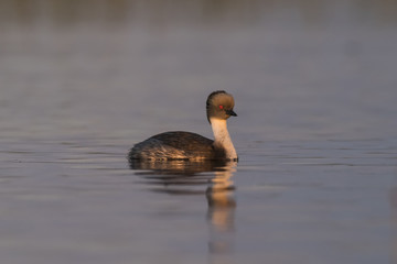 Silvery Grebe , Patagonia, Argentina