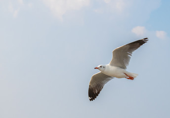 Seagulls are flying at the sea.