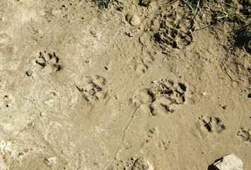 Footprint dog nature