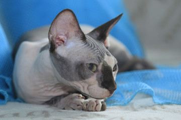 cute grey hairless cat