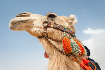 Camel in the Syrian desert