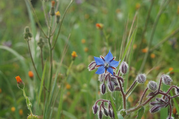 Flora spontanea della Sardegna
