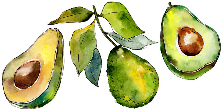 Exotic green avocado wild fruit in a watercolor style isolated. Full name of the fruit: avocado. Aquarelle wild fruit for background, texture, wrapper pattern or menu.