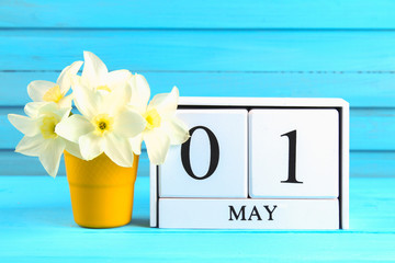 White wooden calendar with the text: May 1. White flowers of daffodils on a blue wooden table. Labor Day and Spring.