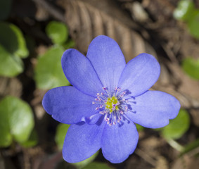 close up single blue liverwort or kidneywort flower( Anemone hepatica) on natural background, selective focus, spring floral backdrop