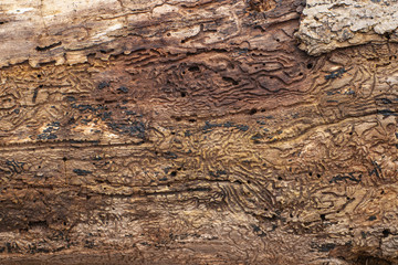 Naklejka premium Termite Trails on a log