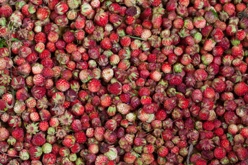 Many forest strawberry on the  background