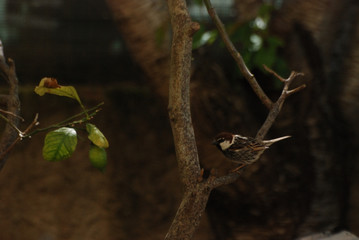 Birdwatching in Sardegna