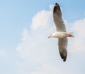 Seagulls are flying at the sea.