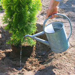 Fototapeta Planting plants step by step / ornamental shrub Thuja Golden Smaragd - watering at the time of planting obraz