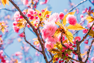 Blossoming sakura flowers in spring