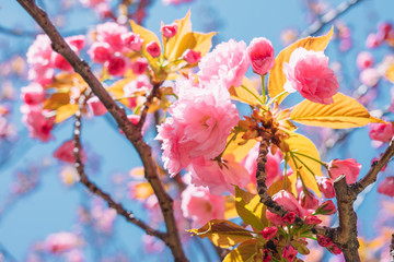 Blossoming sakura flowers in spring