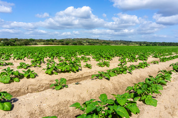 Fototapeta na wymiar Vegetable garden potato plantations on the ground, concept eco farm, peasants.