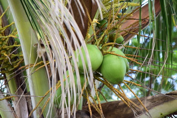 Coconuts