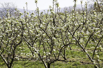 Almond tree in flower