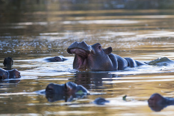 Hippopotamus , Kruger National Park , Africa