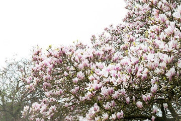 Pink Magnolia Tree with Blooming Flowers during Springtime in En