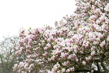 Papier Peint photo autocollant Magnolia Pink Magnolia Tree with Blooming Flowers during Springtime in En