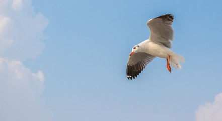 Seagulls are flying at the sea.