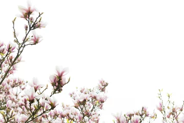 Photo sur Plexiglas Magnolia Magnolia rose avec des fleurs en fleurs au printemps en fr