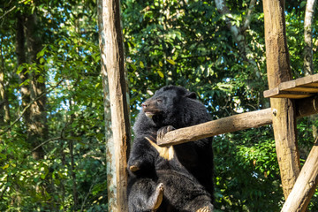 Laos - Luang Prabang - Tat Kuang Si - Bären Rettungsstation (Bear Rescue Centre)