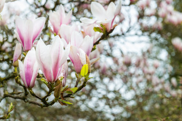 Pink Magnolia Tree with Blooming Flowers during Springtime in En