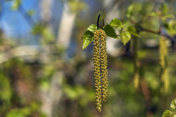 Spring blossoms tree birch with young green leaves