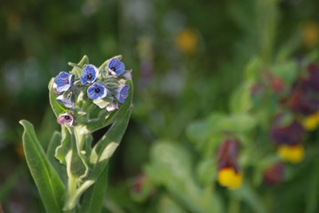 Birdwatching in Sardegna