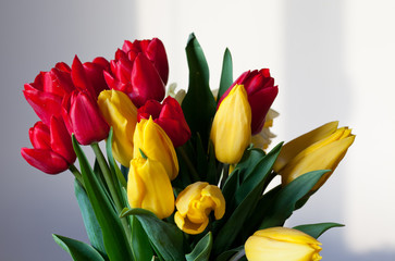 bouquet of red and yellow tulips and daffodils