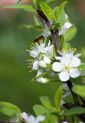 Biene und Mirabellenblüte_Prunus domestica subsp. syriaca