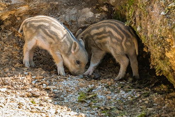 Young wild boar piglets playing 