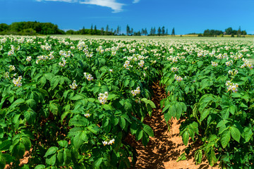 Fototapeta na wymiar Farm fields with flowering potato plants in rural Prince Edward Island, Canada.