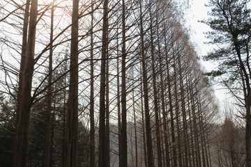 Fototapeta premium Dried Poplar Tree on Nami or Namiseom Island in Gangwon-do, South Korea - Horizontal Image