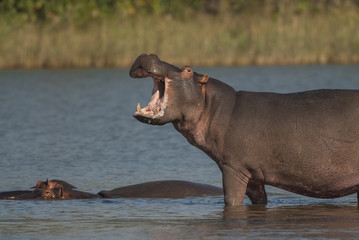 Fototapeta na wymiar Hippopotamus , Kruger National Park , Africa