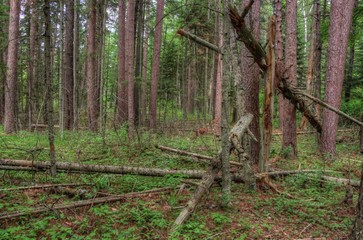 Summer in Schoolcraft State Park located in Northern Minnesota