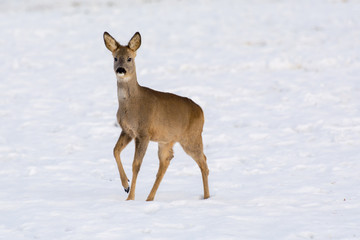 Doe in winter nature