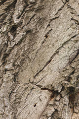 Stump texture on the cut, beautiful wood texture rustic	