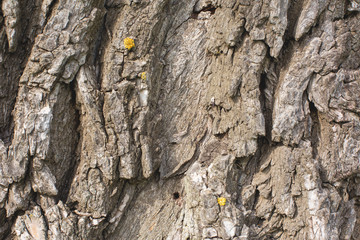 Stump texture on the cut, beautiful wood texture rustic	