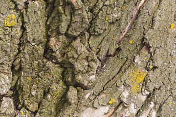 Stump texture on the cut, beautiful wood texture rustic	