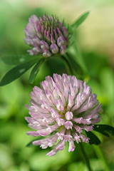 Red clover, Trifolium pratense