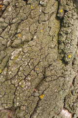 Stump texture on the cut, beautiful wood texture rustic	