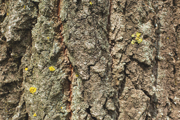 Stump texture on the cut, beautiful wood texture rustic	