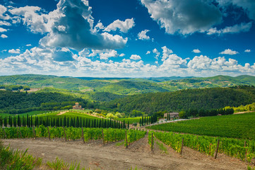 Fototapeta na wymiar Nice Tuscan vineyards